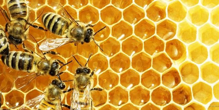 غفلت از ظرفیت صنعت زنبورداری کشور