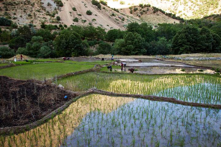 محصول برنج در کشاکش قیمت