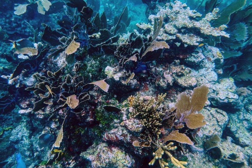 گرمایش جهانی ۱۴ درصد مرجان های اقیانوسی را از بین برد
