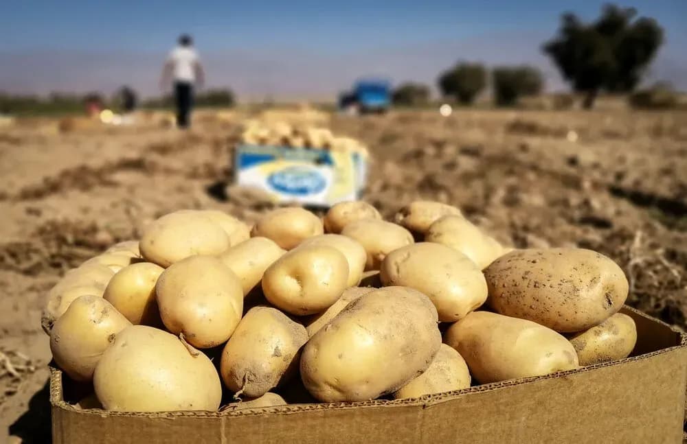 سیبزمینی ارزان شد / قیمت هر کیلو در بازار امروز چند؟